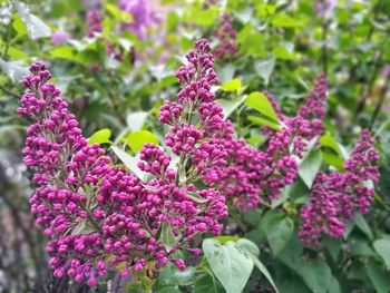 Close-up of purple flowers