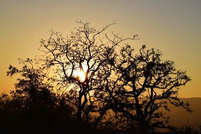 Silhouette of tree against sky during sunset