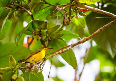 Bird perching on a tree