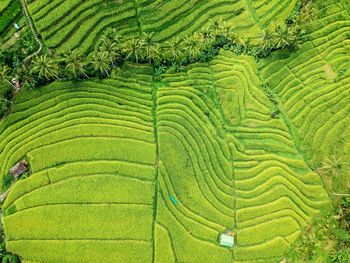 Scenic view of agricultural field around jati luwih village