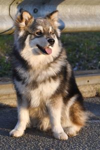 Portrait of dog sitting on field