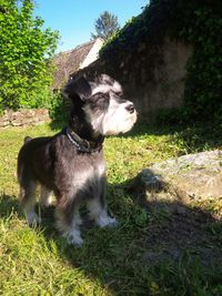 Close-up of dog on grass