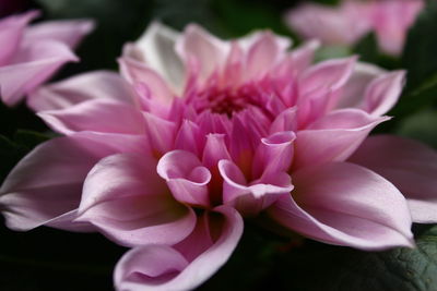 Close-up of pink flower