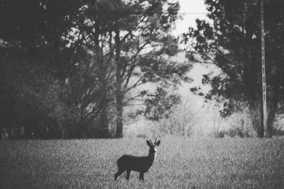 View of deer standing on field