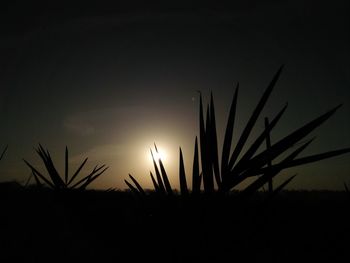 Close-up of silhouette plants growing on field against sky at sunset