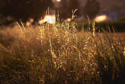 Close-up of crops on field