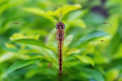 Close-up of dragonfly on plant