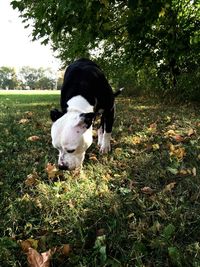 Dog standing on grassy field