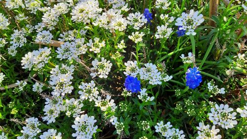 Close-up of blue flowering plant