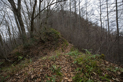 Bare trees in forest