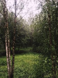 Trees in forest