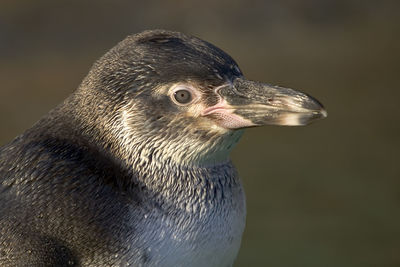 Close-up of a penguin