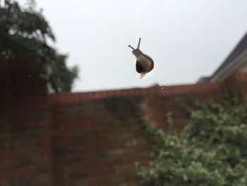 Low angle view of bird perching on wall
