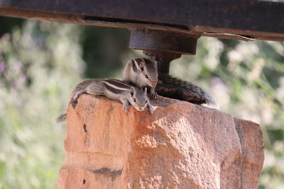 Close-up of squirrel on tree