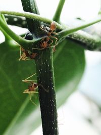 Close-up of insect on plant