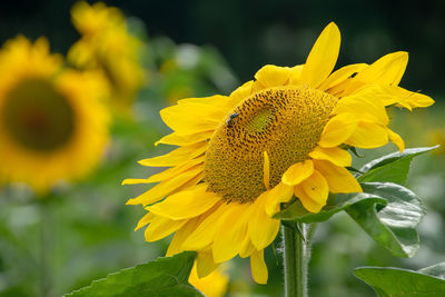 Close-up of butterfly pollinating on sunflower