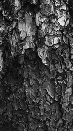 Full frame shot of tree trunk