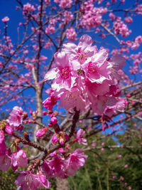 Close-up of pink flowers on branch