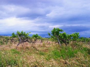 Trees on field against sky