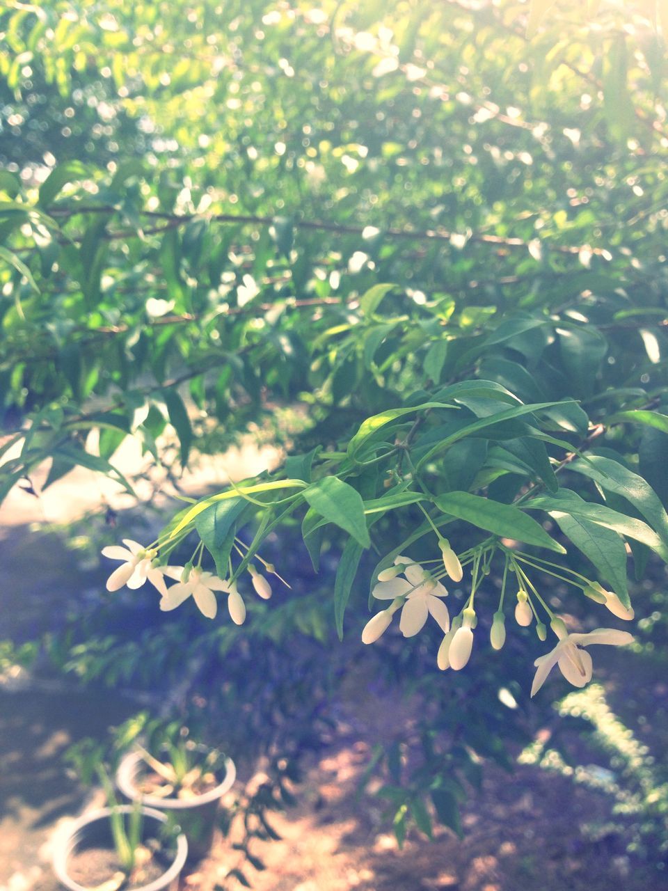 leaf, growth, green color, nature, plant, close-up, leaves, beauty in nature, selective focus, focus on foreground, sunlight, tranquility, day, outdoors, tree, no people, branch, growing, freshness, green