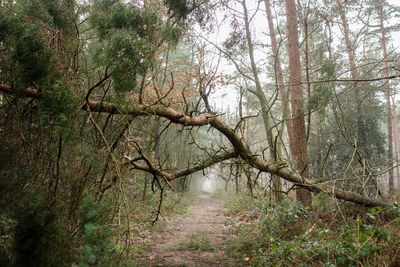 Trees in forest