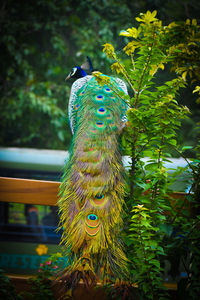 Close-up of a peacock