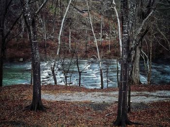 Scenic view of lake in forest during winter