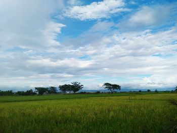 Scenic view of agricultural field against sky