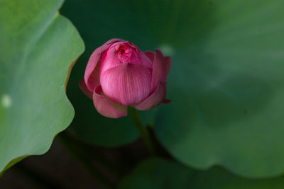 Close-up of pink rose