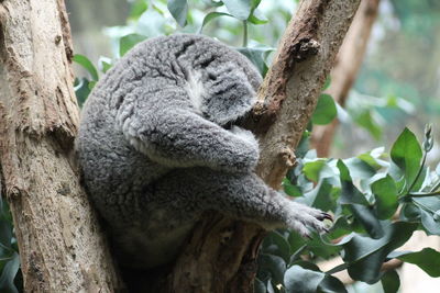 Close-up of sleeping koala on tree trunk
