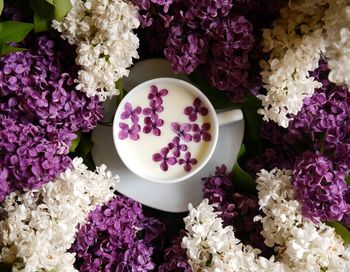 High angle view of purple roses on plant