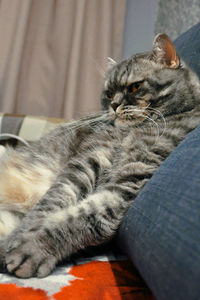 Close-up of cat resting on sofa