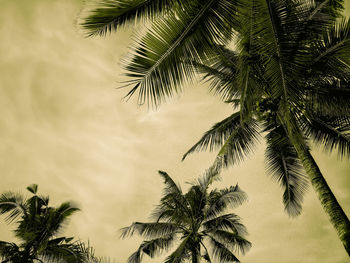 Low angle view of palm tree against sky