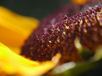 Macro shot of yellow flower