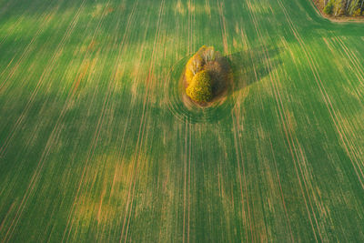 Tree top aerial view on the plowed field. beauty in nature concept image.