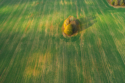 Full frame shot of wood on field