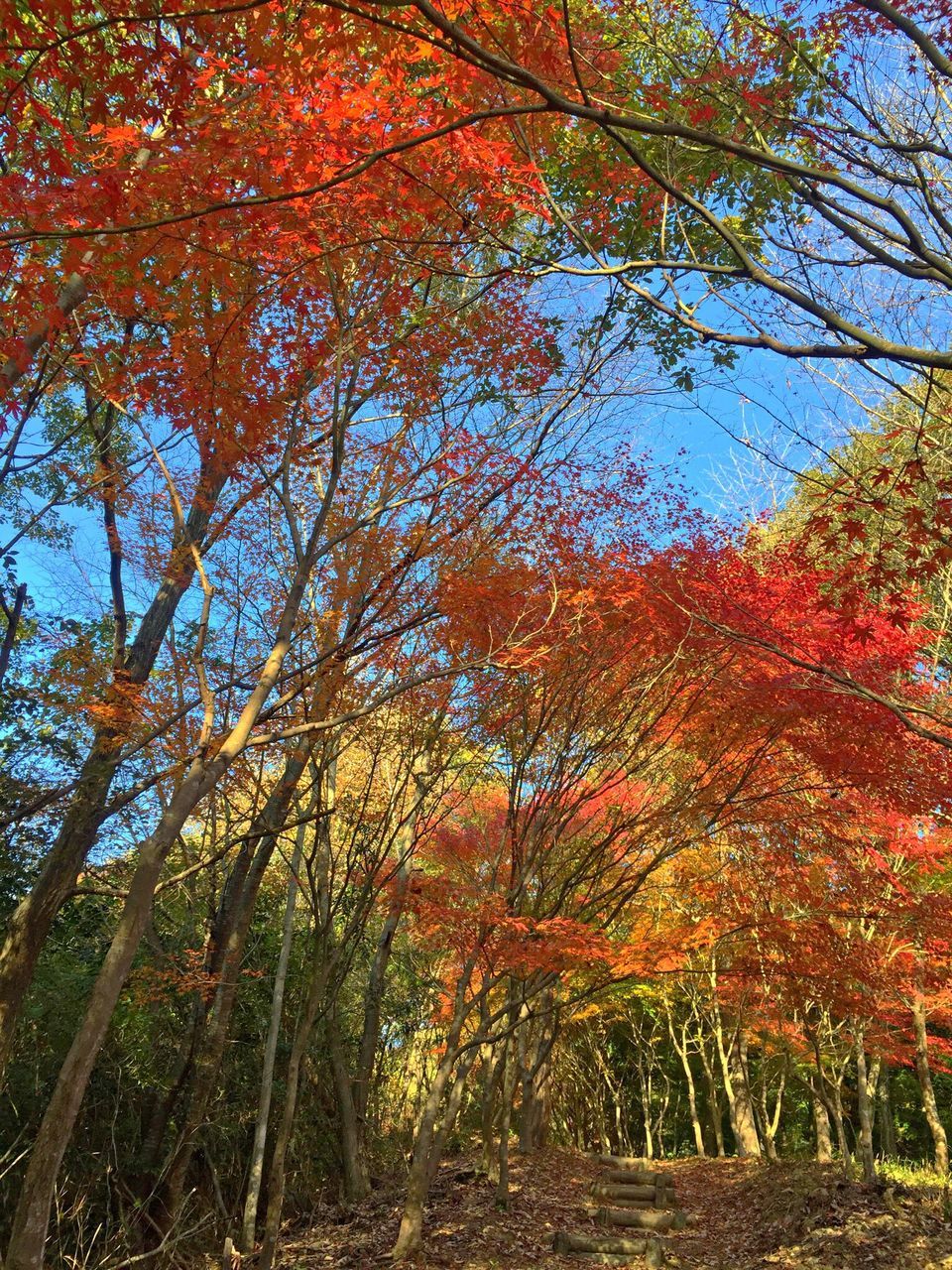 tree, autumn, change, growth, tranquility, season, nature, beauty in nature, tranquil scene, branch, orange color, leaf, scenics, forest, red, day, field, outdoors, landscape, no people