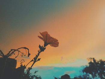 Low angle view of silhouette plant against sky during sunset