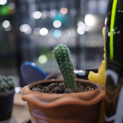 Close-up of potted plant