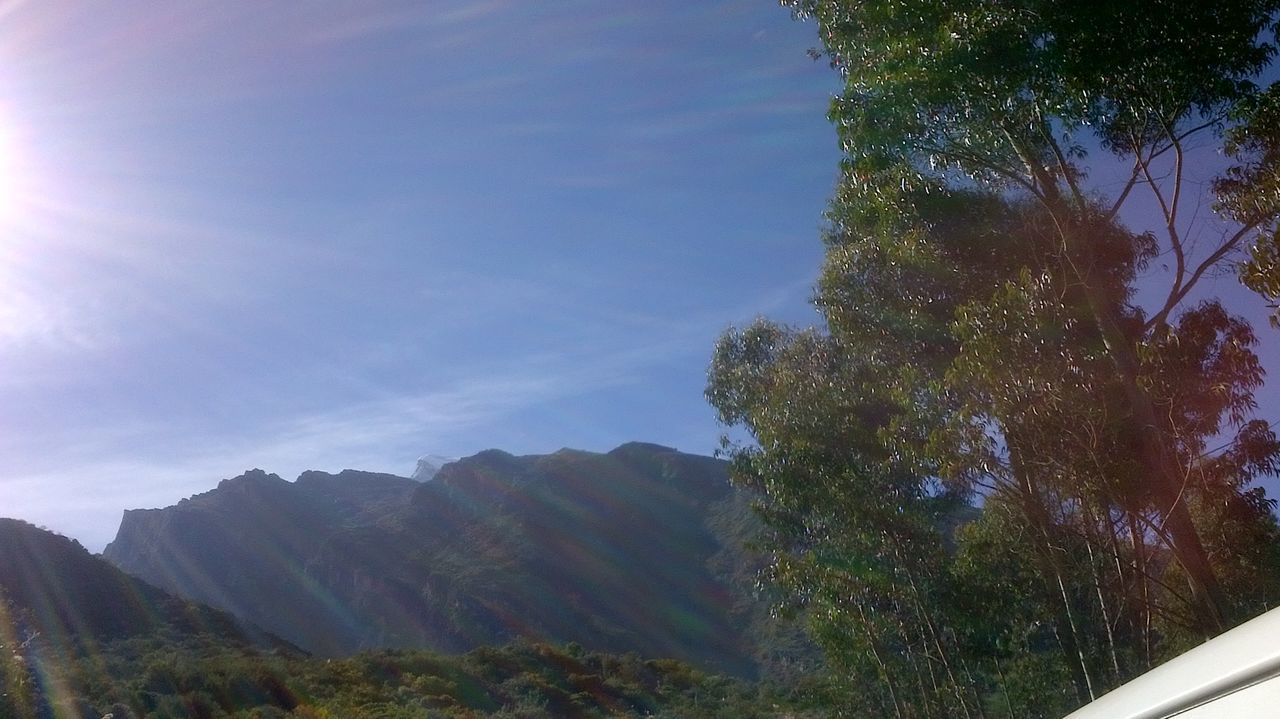 TREES ON CLIFF AGAINST SKY