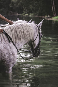 Cropped image of friends on horses in river