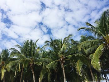 Low angle view of palm trees against sky