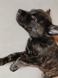 Close-up of black dog