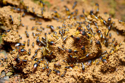 Group of termite pest at sand nest in the ground