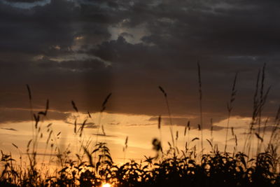 Silhouette plants growing on field against sky during sunset