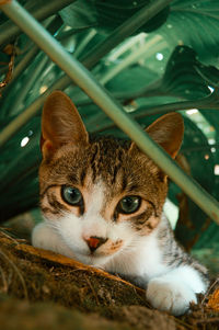 Close-up portrait of a cat