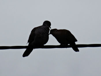 Low angle view of two birds perching on cable