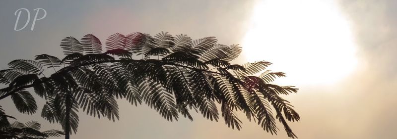 Low angle view of palm tree against sky