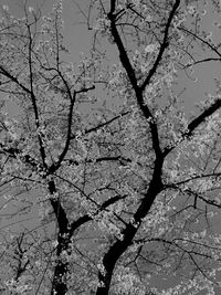 Low angle view of bare trees