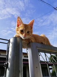 Low angle view of a cat